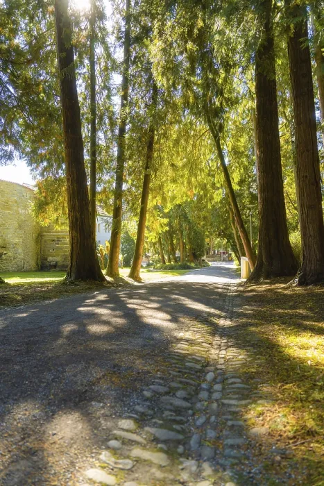 Framed Print : A path lined with large trees in bright sunlight