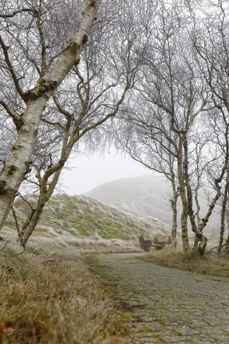 Framed Print : Path through low birch trees (Betula) and the dunes in fog and hoar frost Framed Print : Path through low birch trees (Betula) and the dunes in fog and hoar frost