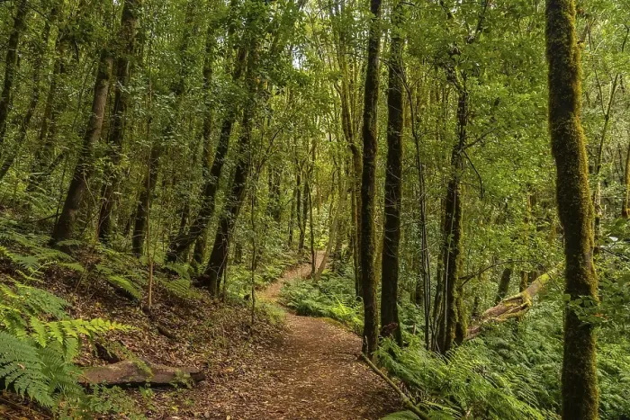 Framed Print : Path between moss covered trees in the evergreen cloud forest of Garajonay National Park