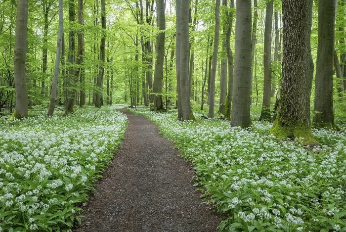 Framed Print : Path through a near-natural deciduous forest Framed Print : Path through a near-natural deciduous forest
