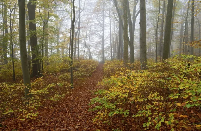 Framed Print : Path through near-natural deciduous forest in autumn with colourful leaves Framed Print : Path through near-natural deciduous forest in autumn with colourful leaves