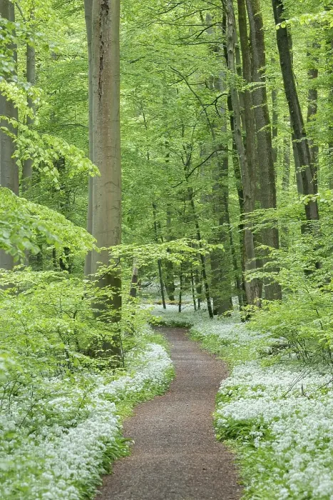 Framed Print : Path through near-natural deciduous forest with flowering ramson (Allium ursinum) Framed Print : Path through near-natural deciduous forest with flowering ramson (Allium ursinum)
