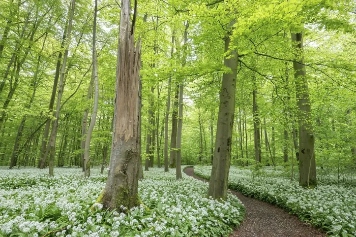 Framed Print : Path through near-natural deciduous forest with flowering ramson (Allium ursinum)