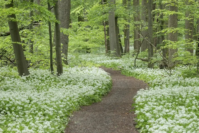 Framed Print : Path through near-natural deciduous forest with flowering ramson (Allium ursinum) Framed Print : Path through near-natural deciduous forest with flowering ramson (Allium ursinum)