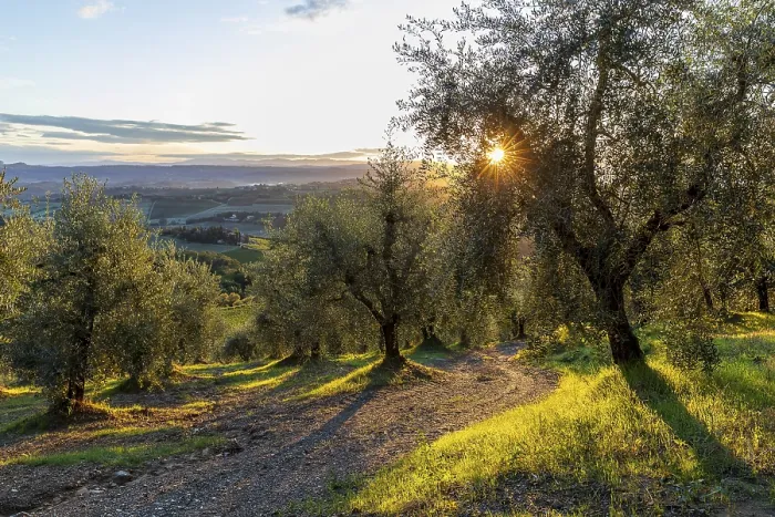 Framed Print : Path through an olive grove at sunrise