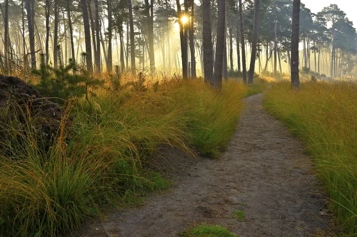 Framed Print : Path in a pine forest at sunrise Framed Print : Path in a pine forest at sunrise