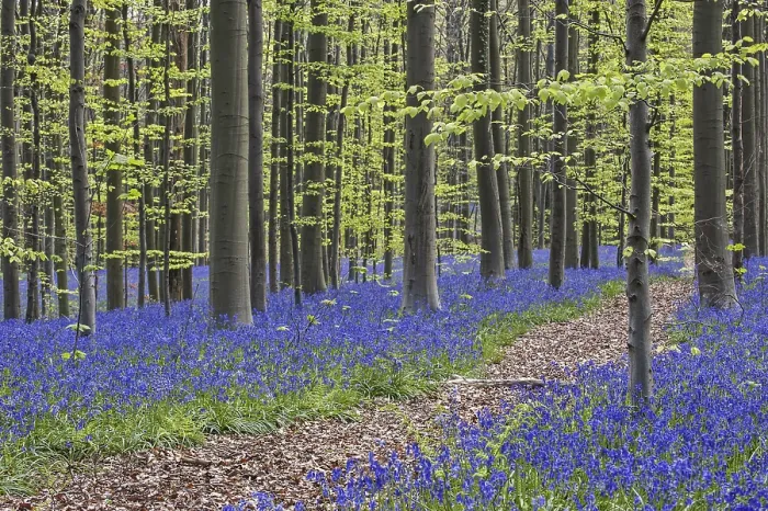 Framed Print : Path running through carpet of bluebells (Endymion nonscriptus) in flower in beech (Fagus sylvatica) forest in spring