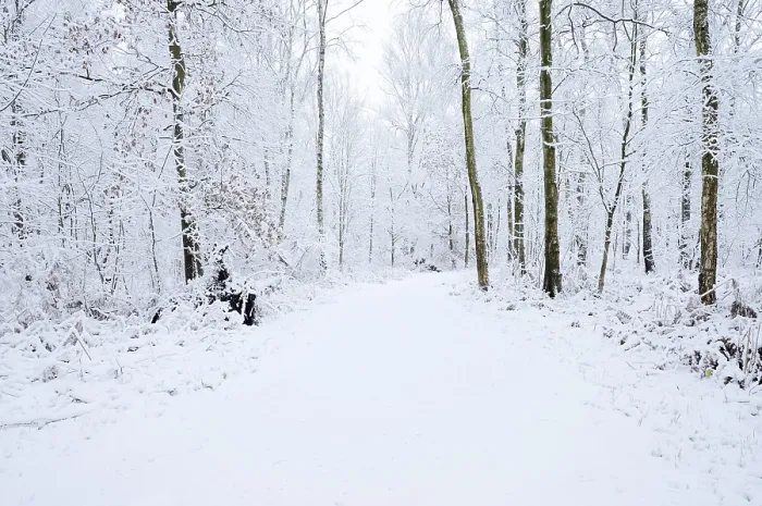 Framed Print : Path through a snow-covered deciduous forest