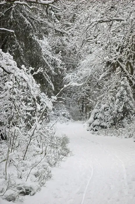 Framed Print : Path through snow covered woods Framed Print : Path through snow covered woods