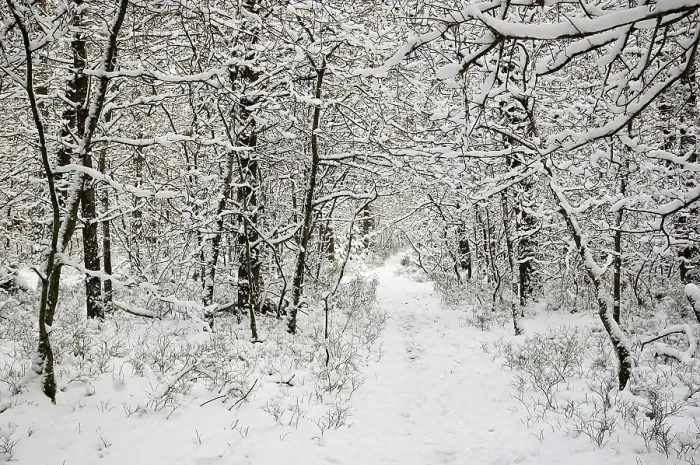 Framed Print : Path through snow covered woods