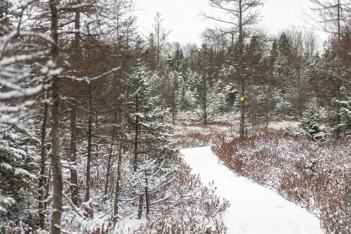 Framed Print : Path through a snowy evergreen forest with patches of red undergrowth enhancing the serene mood in London Framed Print : Path through a snowy evergreen forest with patches of red undergrowth enhancing the serene mood in London