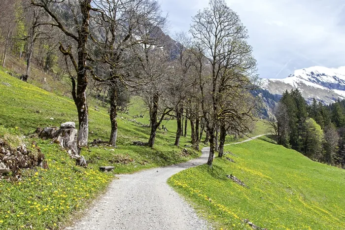Framed Print : Path with tree-lined avenue, near the historic farming village of Gerstruben