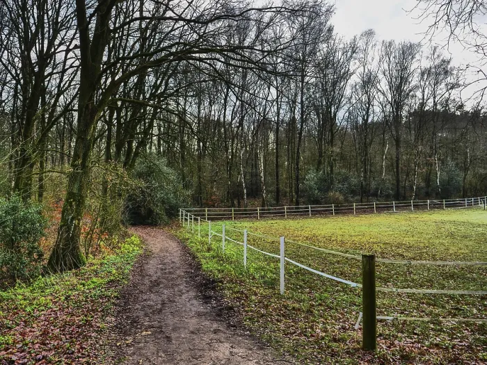 Framed Print : A path winding through a forest with bare trees