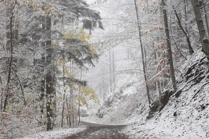 Framed Print : Path through the winter forest among beech trees covered with fresh snow