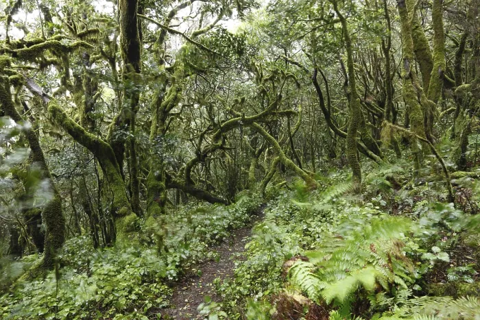 Framed Print : Paths leading throgh moss-covered trees in a cloud forest Framed Print : Paths leading throgh moss-covered trees in a cloud forest