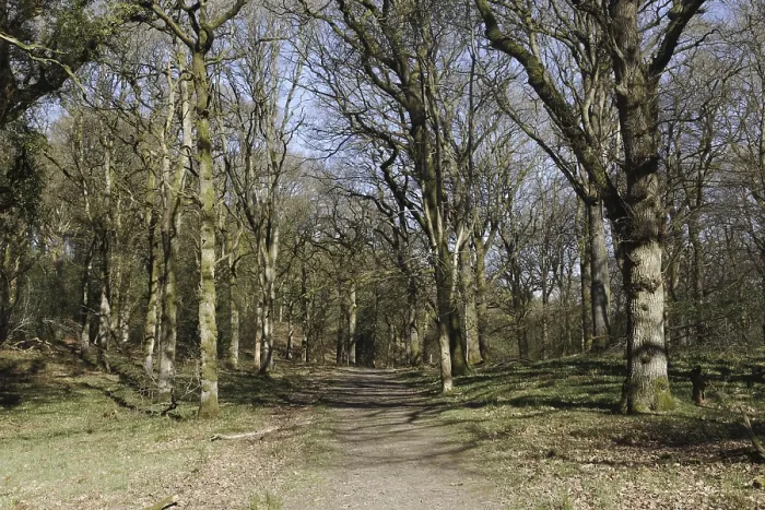 Framed Print : Pathway through deciduous woodland habitat