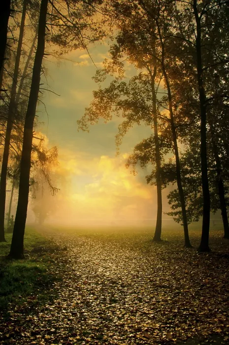 Framed Print : Pathway in a forest with golden sunset light filtering through trees Framed Print : Pathway in a forest with golden sunset light filtering through trees