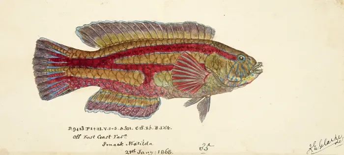 Framed Print : Patrician wrasse, the senator wrasse, the green parrotfish or the purplebanded wrasse, Pictilabrus laticlavius, the patrician wrasse, the senator wrasse, the green parrotfish or the purplebanded wrasse, Fish, Reproduction of an original Framed Print : Patrician wrasse, the senator wrasse, the green parrotfish or the purplebanded wrasse, Pictilabrus laticlavius, the patrician wrasse, the senator wrasse, the green parrotfish or the purplebanded wrasse, Fish, Reproduction of an original