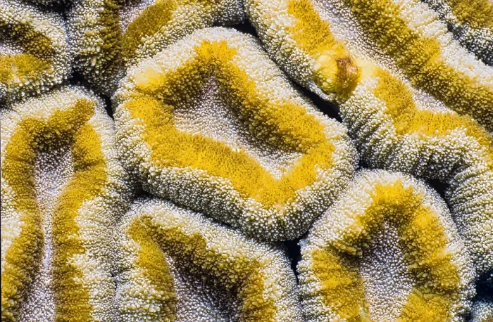 Framed Print : Pattern of yellow coral with soft texture and irregular shapes