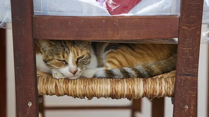 Framed Print : Patterned cat sleeping cosily on a woven chair seat under a table