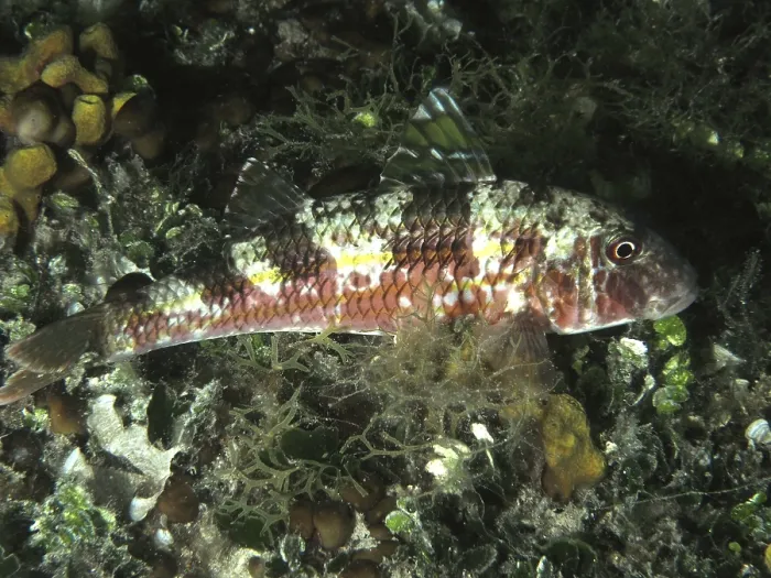Framed Print : A patterned fish, striped barb (Mullus surmuletus) Framed Print : A patterned fish, striped barb (Mullus surmuletus)