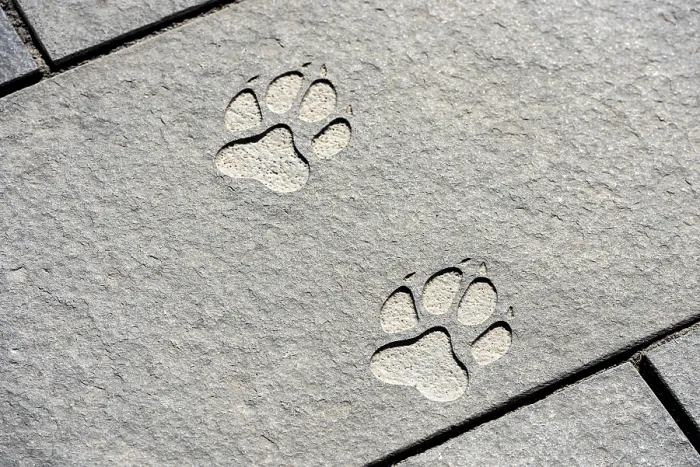 Framed Print : Paw print, wolf track chiselled into stone slab on pavement