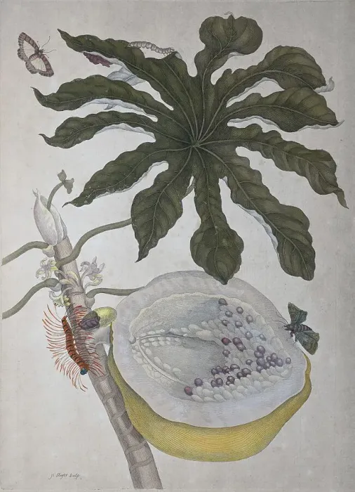 Framed Print : Pawpaw (Carica papaya), hand coloured copper engraving by Maria Sibylla Merian
