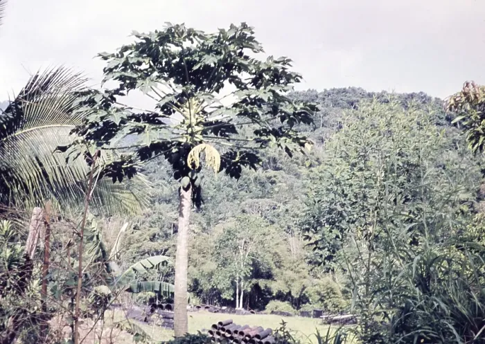 Framed Print : Pawpaw fruit tree, Asimina triloba, growing in rural are of Trinidad c 1962 - bamboo pots in background used for cocoa and banana plant seedlings