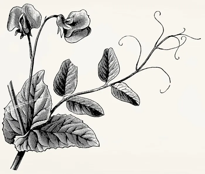 Framed Print : Pea leaf tendrils. Antique stylized illustration