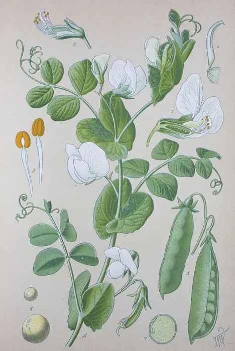 Framed Print : Pea (Pisum sativum), historical illustration from 1885