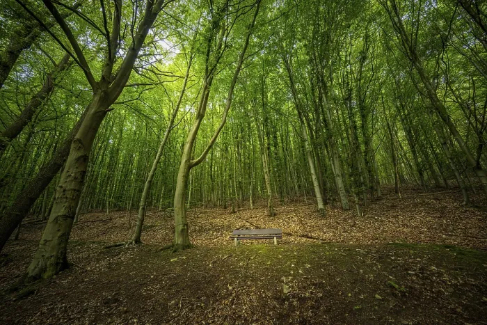 Framed Print : A peaceful forest with lush greenery and a lonely park bench under the canopy