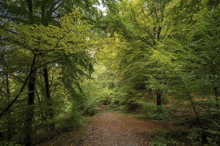 Framed Print : A peaceful forest path surrounded by trees with green and autumnal leaves