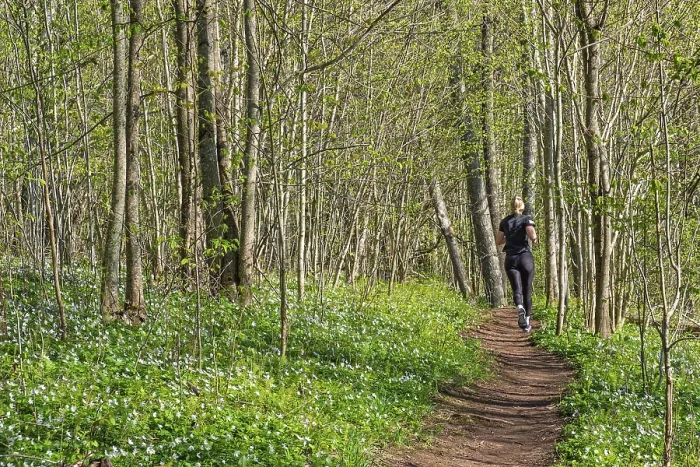 Framed Print : Peaceful forest scene with a young woman jogging along a path surrounded by fresh spring greenery with bright green Framed Print : Peaceful forest scene with a young woman jogging along a path surrounded by fresh spring greenery with bright green
