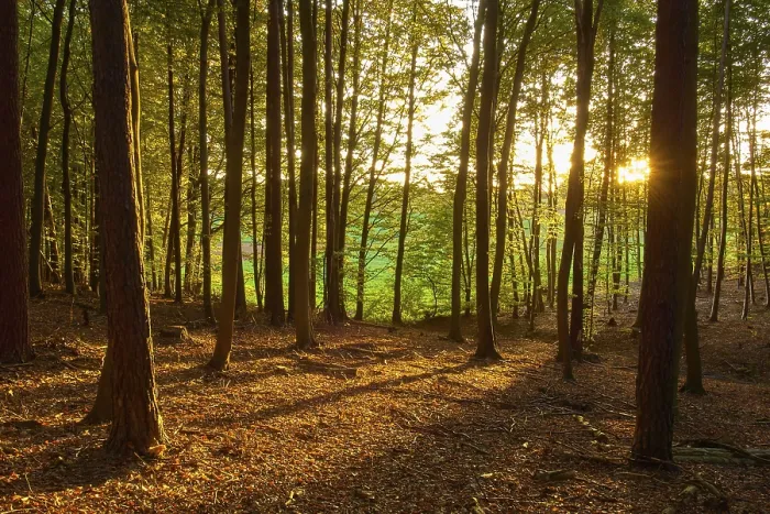 Framed Print : A peaceful forest with sunbeams shining through the trees and golden autumn light