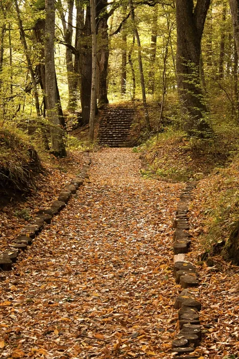 Framed Print : Peaceful path in the forest in autumn