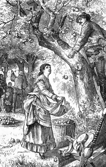 Framed Print : Peaceful scene from the fruit harvest in summer