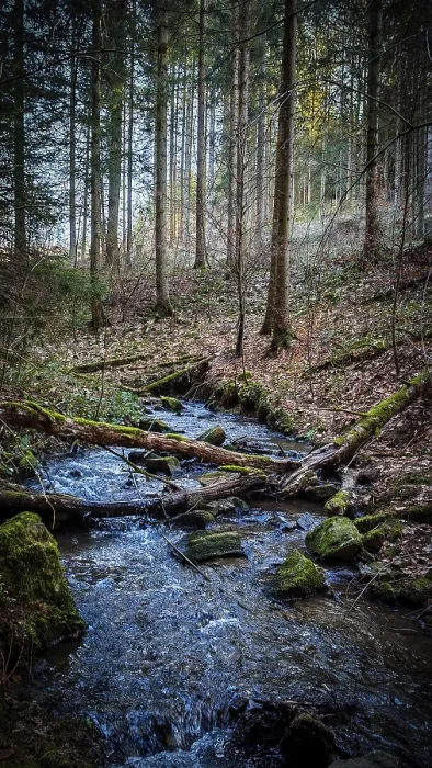 Framed Print : A peaceful stream flows through a mossy