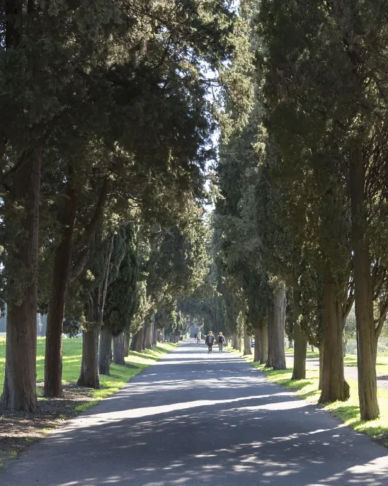 Framed Print : Peaceful, sun-dappled path lined with tall trees near the historic Via Appia in Rome