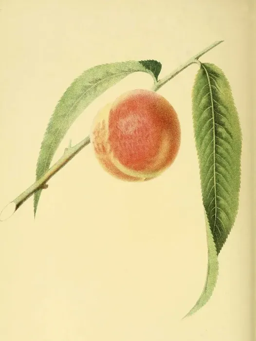 Framed Print : Peach of the Early York Peach variety Framed Print : Peach of the Early York Peach variety