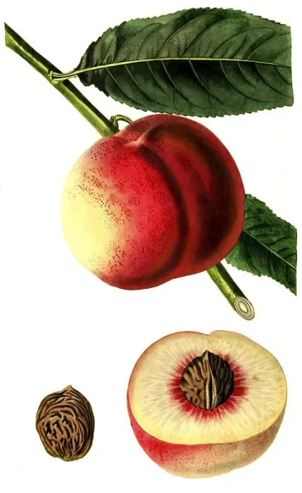 Framed Print : Peach of the George IV variety
