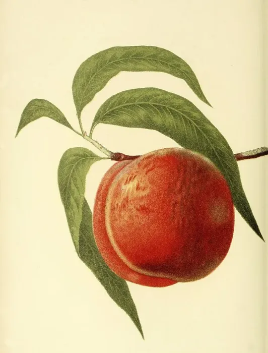 Framed Print : Peach of the Jacques Peach variety Framed Print : Peach of the Jacques Peach variety