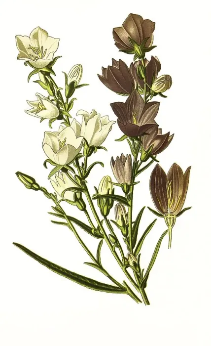 Framed Print : Peach-leaved bell-flower, digitally restored reproduction of an original from the 19th century