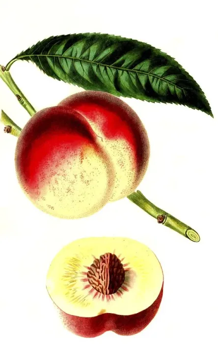 Framed Print : Peach, peach variety, the royal georg peach Framed Print : Peach, peach variety, the royal georg peach
