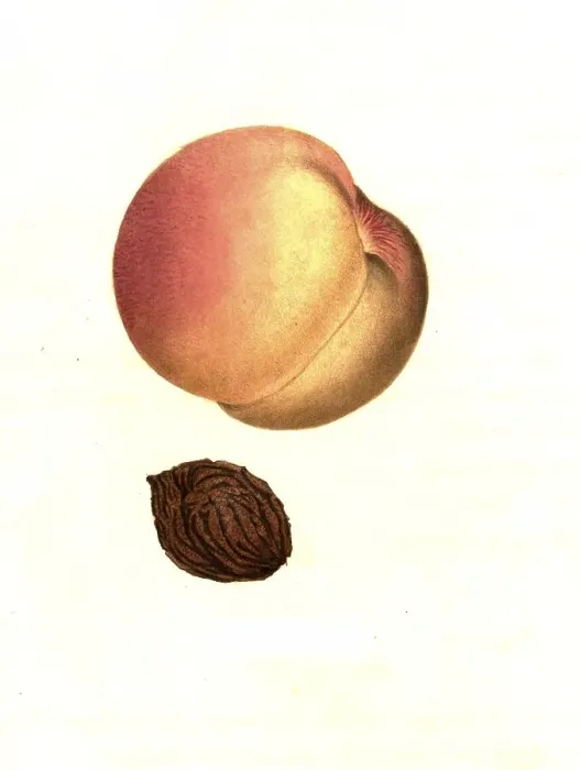 Framed Print : Peach of the Penelope variety digitally restored reproduction of an original from the 19th century Framed Print : Peach of the Penelope variety digitally restored reproduction of an original from the 19th century