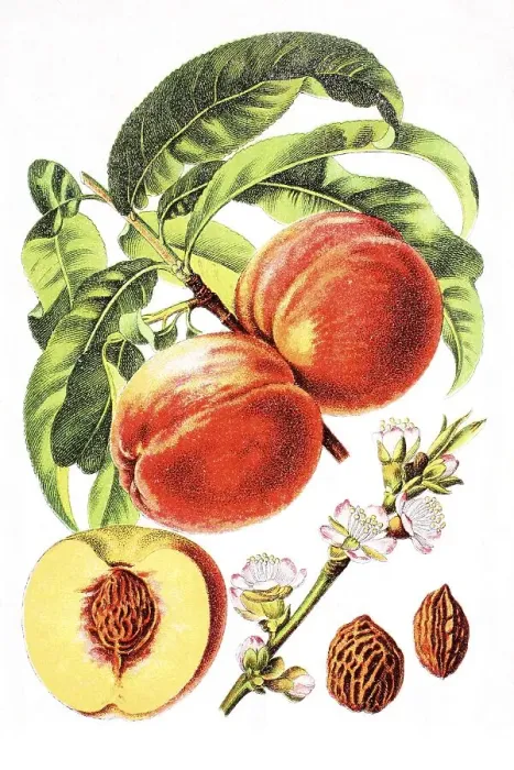 Framed Print : Peach (Prunus persica), historical chromolithography