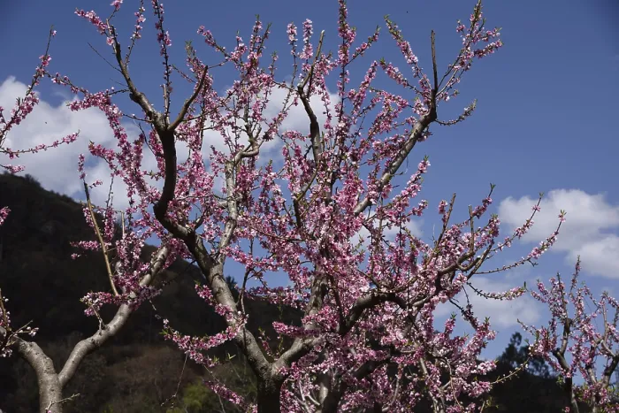 Framed Print : Peach tree, kasauli, himachal pradesh, India, Asia