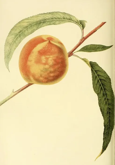Framed Print : Peach of the variety The Early Crawford Peach Framed Print : Peach of the variety The Early Crawford Peach