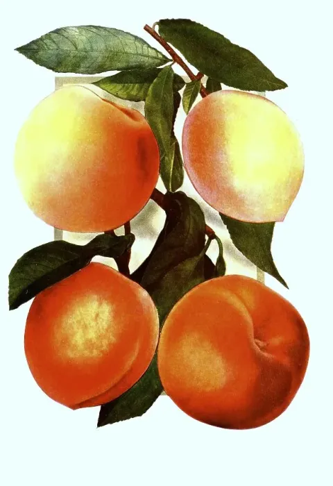 Framed Print : Peaches of the varieties: 1. New Prolific Framed Print : Peaches of the varieties: 1. New Prolific