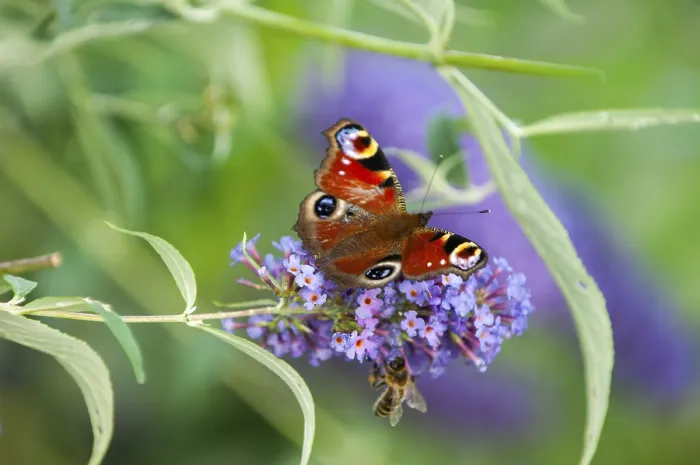 Framed Print : Peacock (Aglais io) and honey bee (Apis) sitting on butterfly lilacs (Buddleja davidii)
