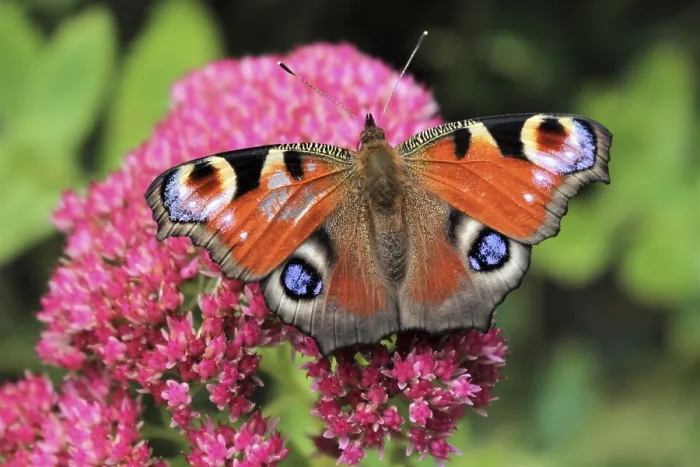 Framed Print : Peacock butterfly (Aglais io)